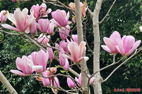 玉兰花树风水|玉兰花树的风水禁忌，种植要注意什么